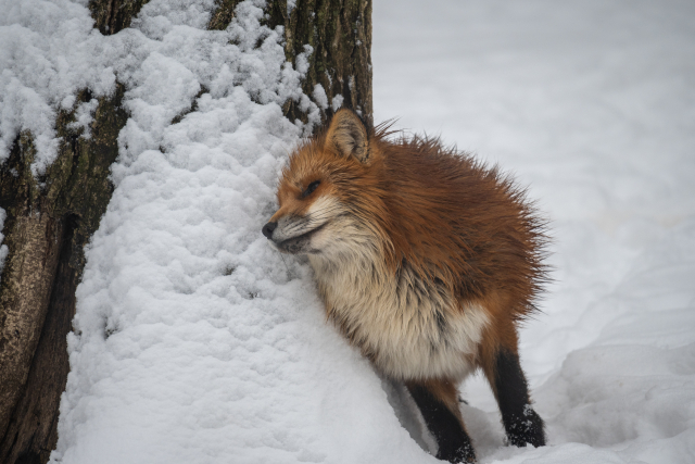 虚ろな目で雪にもたれ掛かるキツネの画像